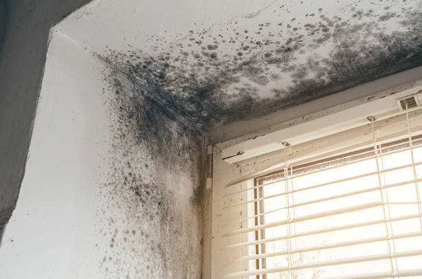 Trusted Bathroom Mold Removal service in Rosedale, WA - Cheap Mold Removal